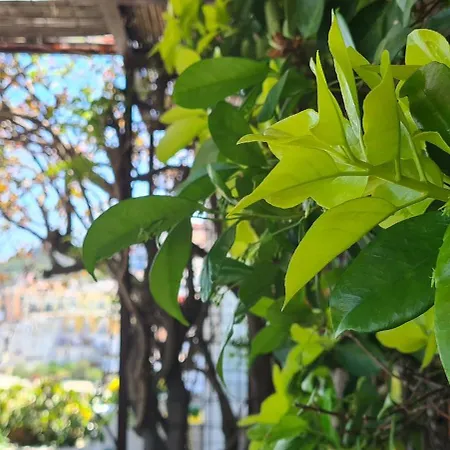 La Limonaia A Mare